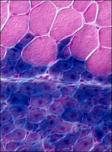 Imagen de tejido muscular de la pata de un ratón. - NATURE 