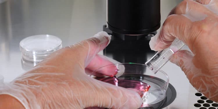 Close-up of the IVF procedure. An embryologist wearing protective gloves drips the medium from a plastic test tube into Petri dish. Reproductive technologies. Problems with conceiving a child. Artificial insemination.