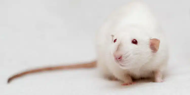 White lab rat with red eyes, isolated on a white background